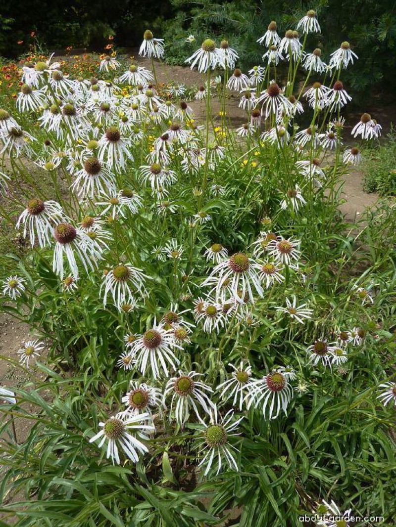 Echinacea pallida 'Hula Dancer'